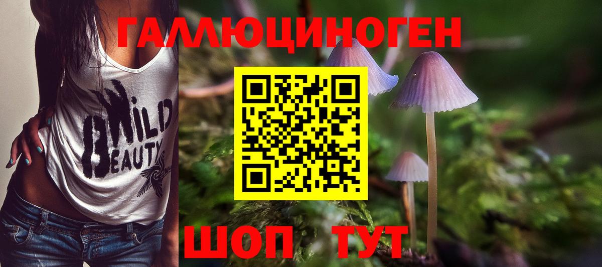 Псилоцибиновые грибы Psilocybe Уссурийск